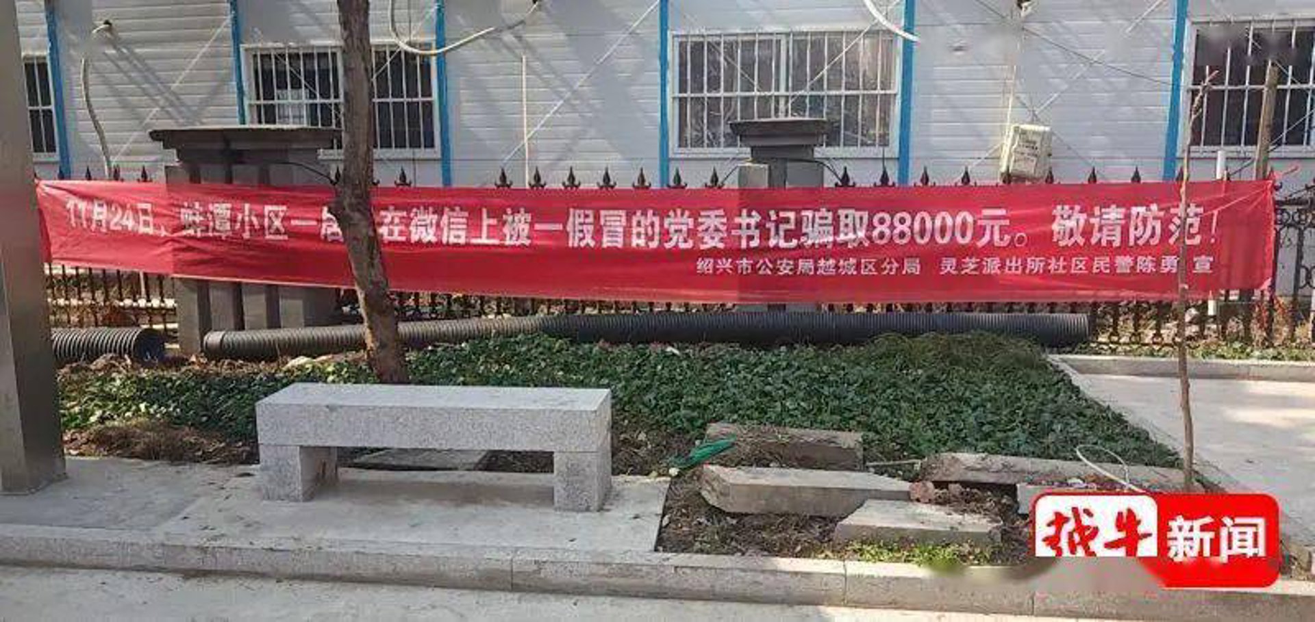 桑辰灵芝
